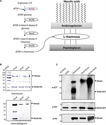 Mycobacterium tuberculosis Thymidylyltransferase RmlA Is Negatively Regulated by Ser/Thr Protein Kinase PknB